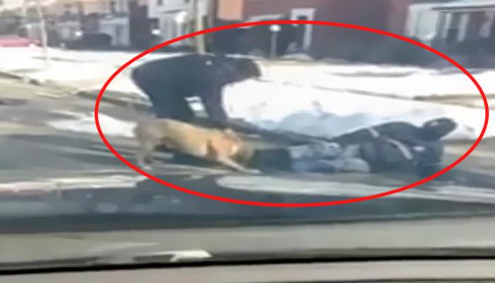 Vahşi pitbull postacıya saldırdı!