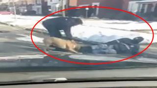 Vahşi pitbull bu kez bir postacıya saldırdı