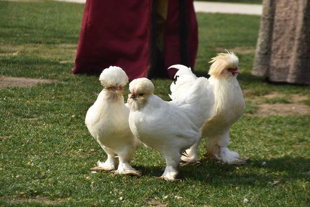 Ödüllü müzenin 'sultan tavukları'