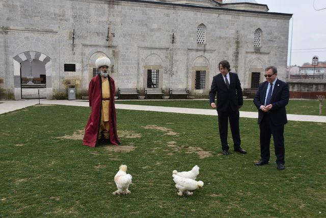 Ödüllü müzenin 'sultan tavukları'