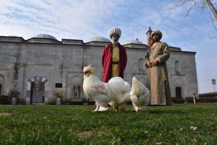 'Osmanlı sultan tavuğu' görenleri şaşırtıyor  G3