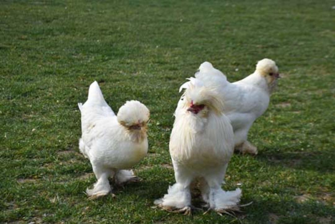 'Osmanlı sultan tavuğu' g&ouml;renleri şaşırtıyor 