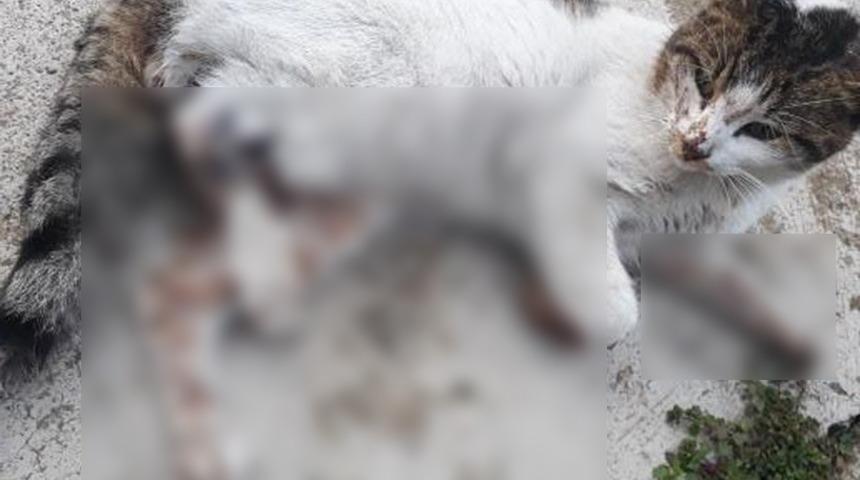 Karabük'te kediyi tüfekle vurarak öldürdüler