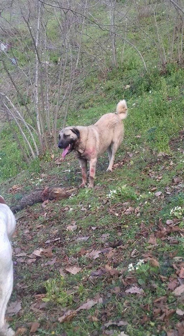 Köye inen kurdu çoban köpekleri telef etti