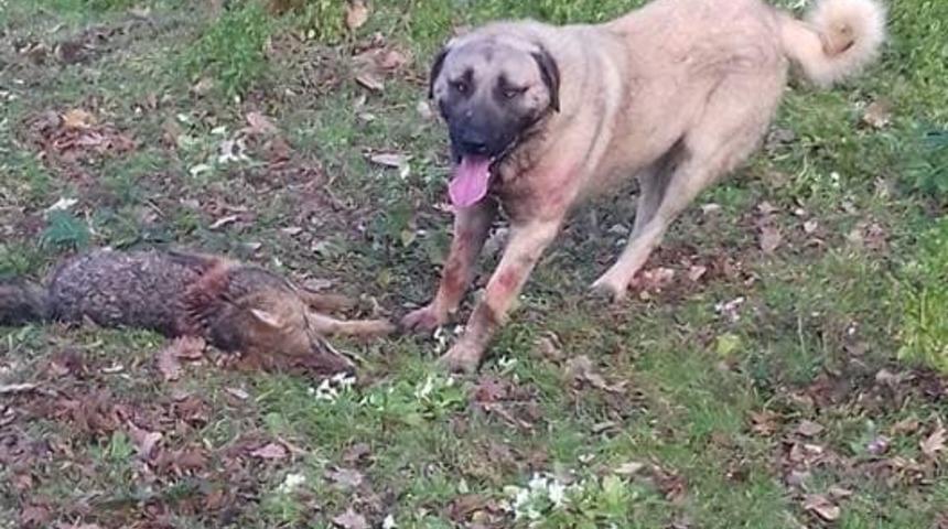 Köye inen kurdu çoban köpekleri telef etti