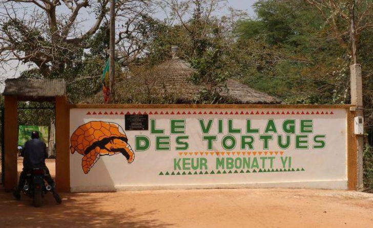 Senegal'de kaplumbağalara ait bir köy: Keur Mbonatt Yi  G1