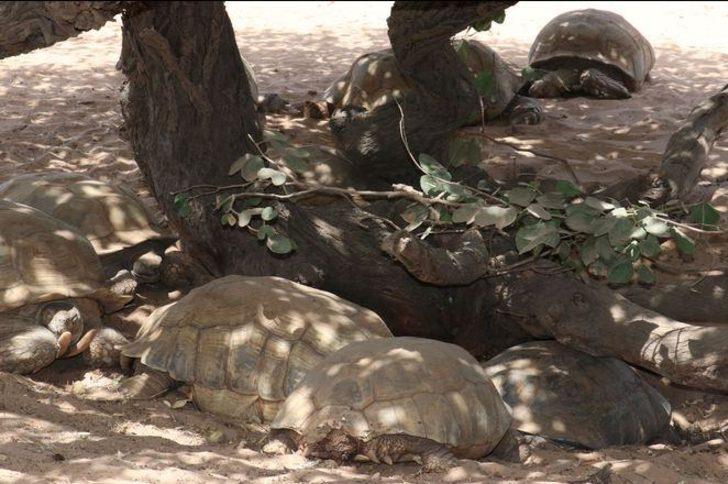 Senegal'de kaplumbağalara ait bir köy: Keur Mbonatt Yi  G2