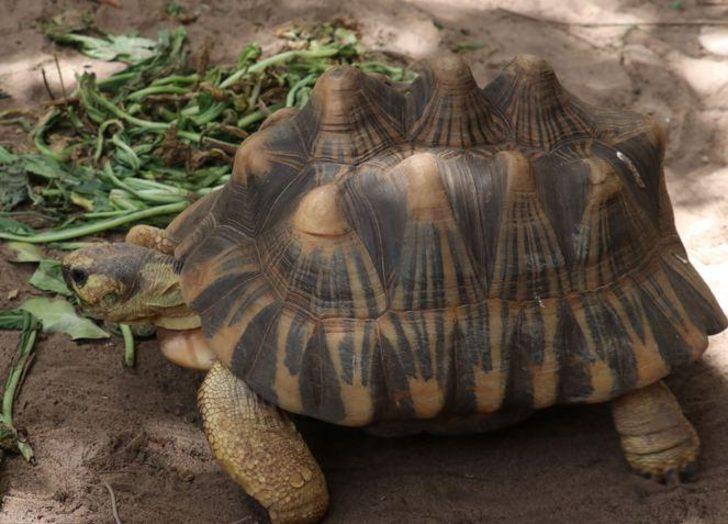 Senegal'de kaplumbağalara ait bir köy: Keur Mbonatt Yi  G3