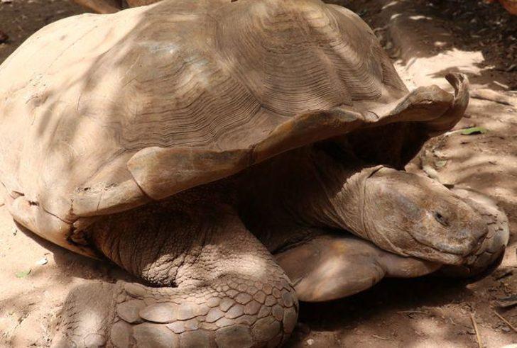 Senegal'de kaplumbağalara ait bir köy: Keur Mbonatt Yi  G4