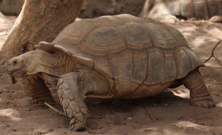 Senegal'de kaplumbağalara ait bir köy: Keur Mbonatt Yi  G5