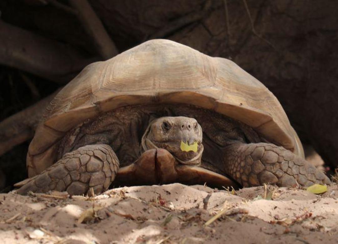 Senegal'de kaplumbağalara ait bir k&ouml;y: Keur Mbonatt Yi 