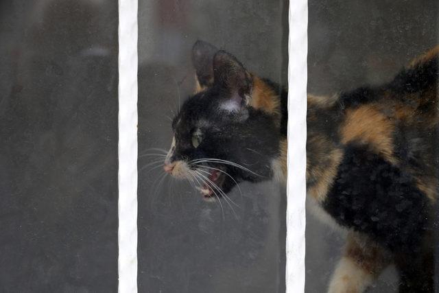 Boş dairede mahsur kalan kedi kurtarıldı