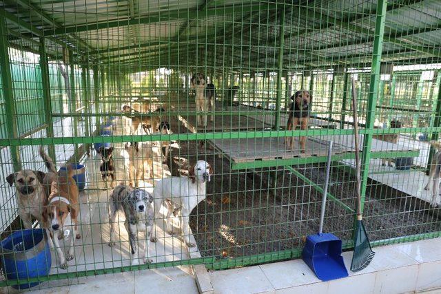 Burhaniye Belediyesi’nden sokak hayvanları için oyun parkı