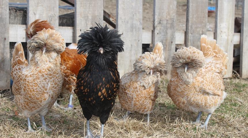 Süs tavuğu yetiştirmeye hobi olarak başladı, şimdi 7 ülkeye satıyor