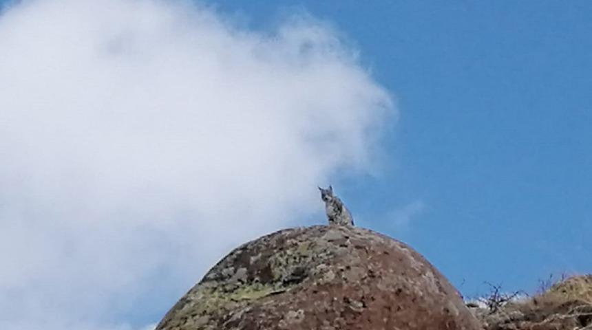 Sivas’ta nesli tükenmekte olan vaşak görüntülendi
