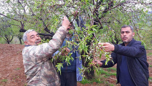 Datça'da erkenci ağaçlarda çağla badem hasadı başladı