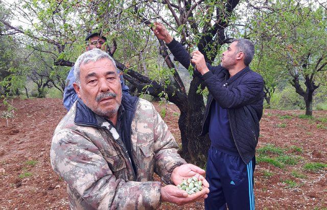 Datça'da erkenci ağaçlarda çağla badem hasadı başladı