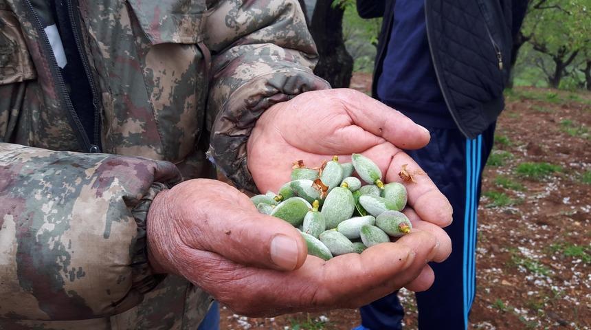 Dat&ccedil;a'da erkenci ağa&ccedil;larda &ccedil;ağla badem hasadı başladı