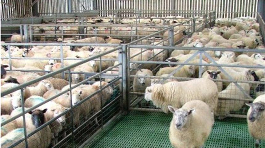 &Ccedil;ift&ccedil;ilere hibe desteği m&uuml;jdesi