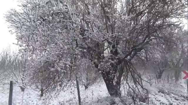 Badem ağaçlarının açan çiçeklerinin üzerine kar düştü