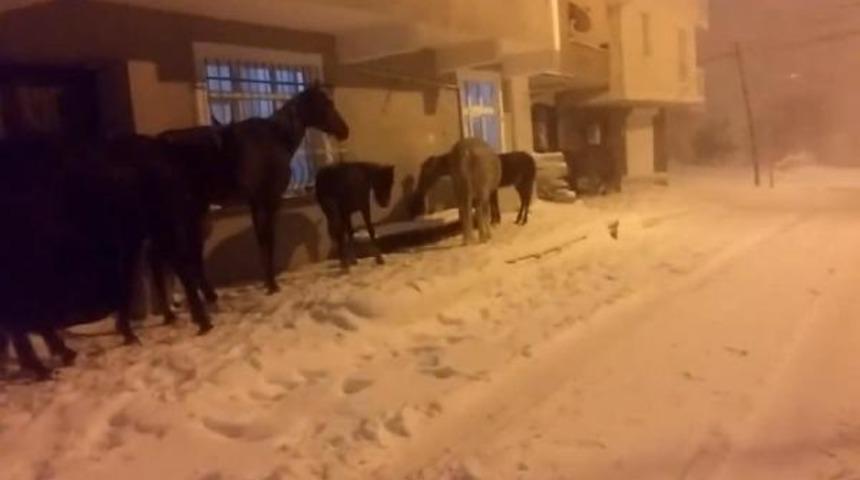 İstanbul'da şaşırtan görüntü! Kapıya dayandılar