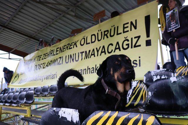 Bodrum'da köpeklerin zehirlenerek telef edilmesine tribünde protesto
