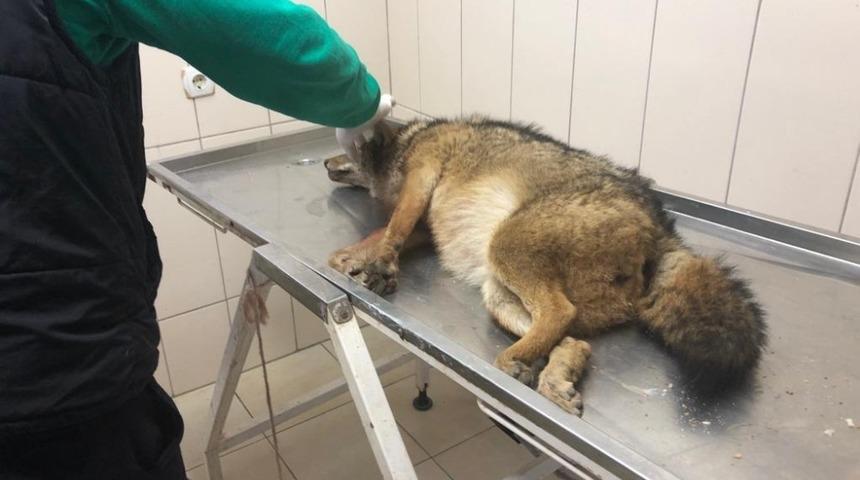 Jandarma ekiplerinden yaralı tilkiye şefkat eli