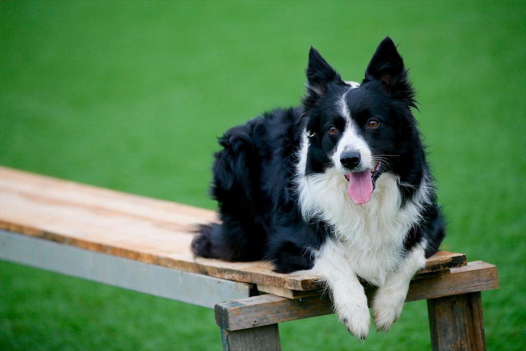 'Hassas burunlar' sınava hazırlanıyor