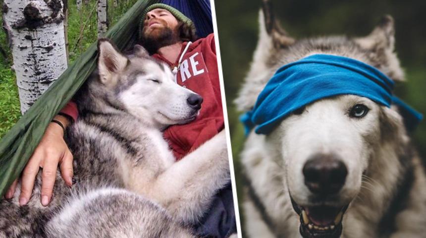  Instagram'ın yeni fenomeni: Sibirya kurdu Loki 