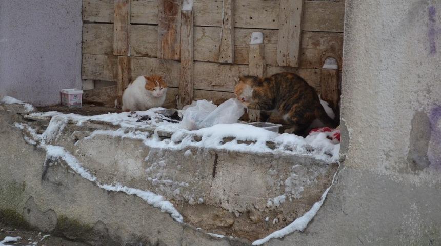 Tekirdağ&rsquo;da hayvanlar telef olmasın diye sokak aralarına ekmek ve yem bırakılıyor