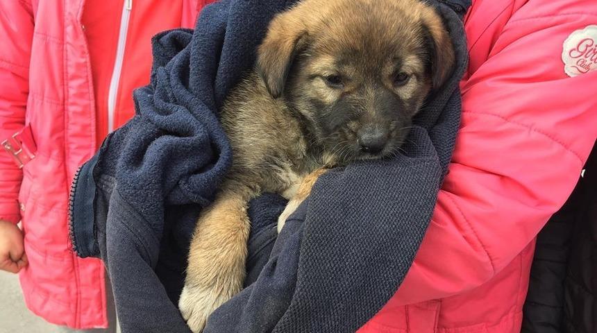 Duyarlı öğrenciler yaralı köpeğe sahip çıktı