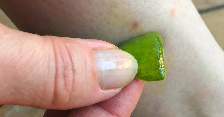 'Ölümsüzlük bitkisi, cennetin asası' Aloe Vera'nın çözemeyeceği sorun yok! G3