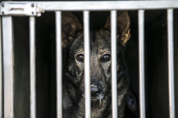 Cilvegözü'nün 'dedektör köpekleri' kuş uçurtmuyor  G5