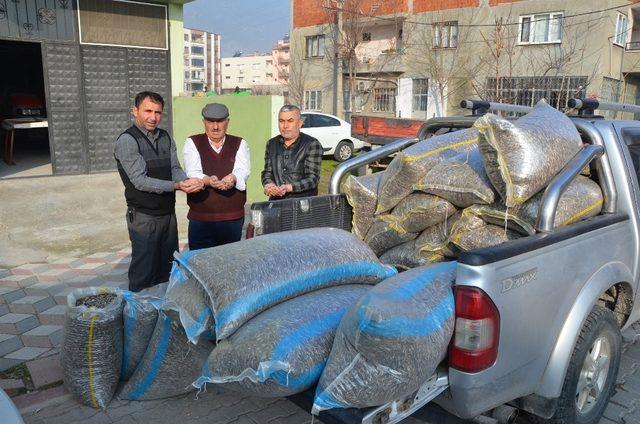 (Özel) Kırkağaç ay çekirdeği artık Aksaray’da da ekilecek