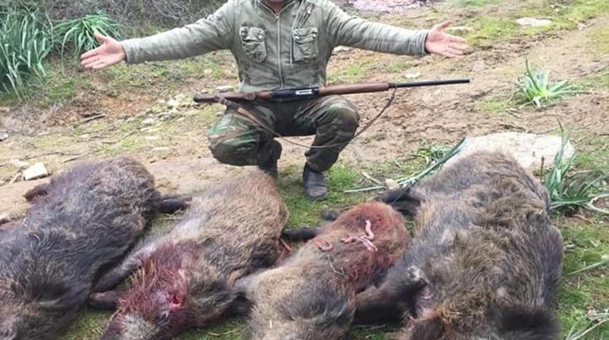 Aydın&rsquo;da domuzlara karşı seferberlik ilan edildi