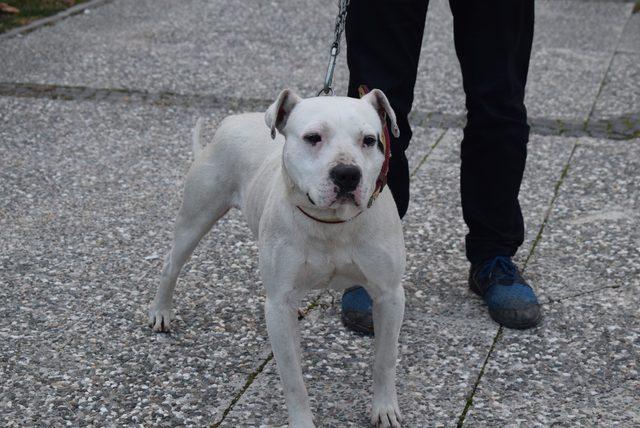 Başıboş dolaşan pitbull, yakalanarak barınağa götürüldü