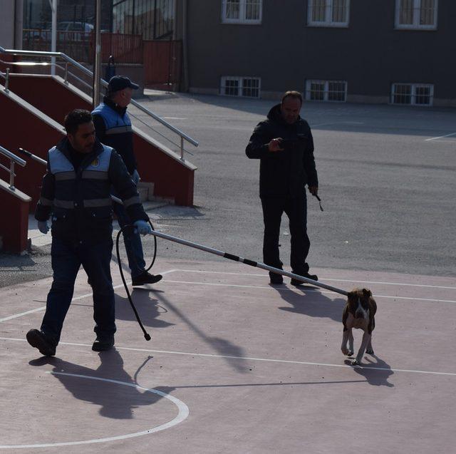 Başıboş dolaşan pitbull, yakalanarak barınağa götürüldü