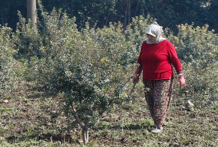 Çeşme Yarımadası'ndan yeniden 'altın' damlayacak! G4