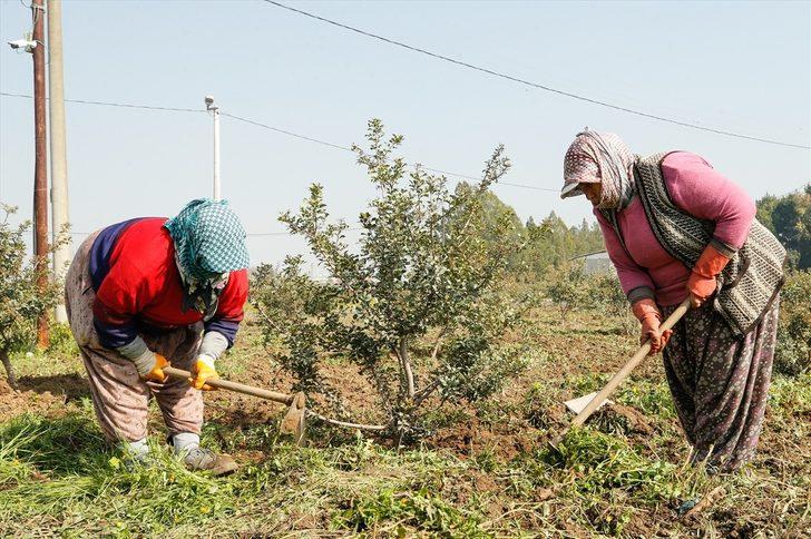 Çeşme Yarımadası'ndan yeniden 'altın' damlayacak! G5
