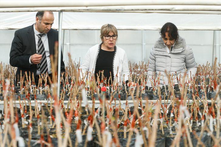 Çeşme Yarımadası'ndan yeniden 'altın' damlayacak! G3