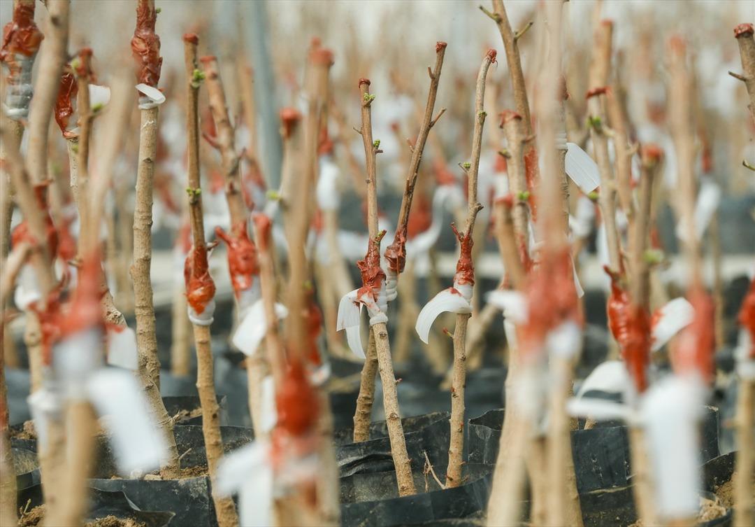 &Ccedil;eşme Yarımadası'ndan yeniden 'altın' damlayacak!