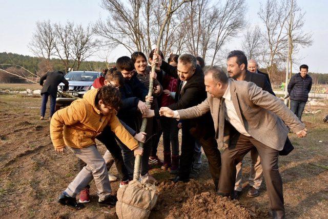 Bilecik’te 11 çınar ve ıhlamur ağacı fidanı dikildi