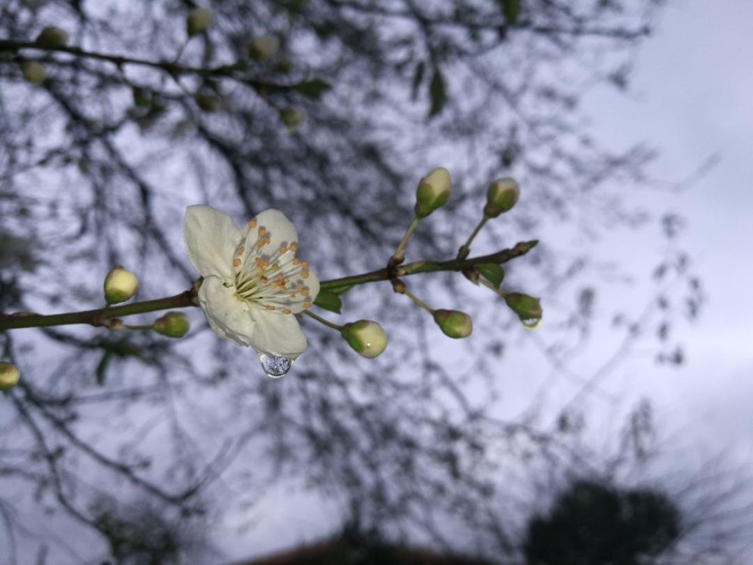 Erik ağa&ccedil;ları kışın &ccedil;i&ccedil;ek a&ccedil;tı