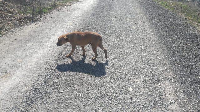 Kayalıklara sıkışan köpek kurtarıldı