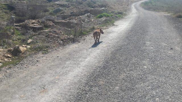 Kayalıklara sıkışan köpek kurtarıldı