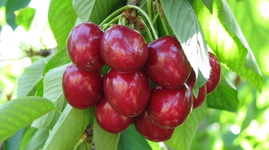 Kiraz &uuml;reticisine sigortalama d&ouml;nemi uyarısı