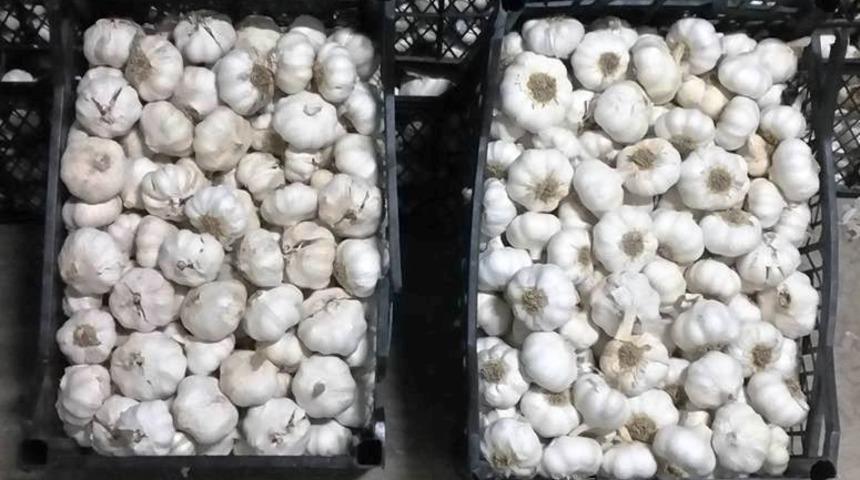 Aydın&rsquo;da sarımsak hırsızları yakalandı