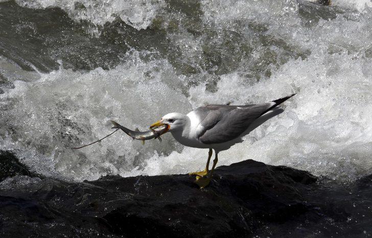 İnci kefalinin boyu uzadı, ağırlığı arttı  G2