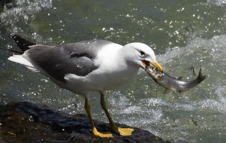 İnci kefalinin boyu uzadı, ağırlığı arttı  G3