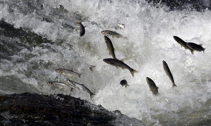 İnci kefalinin boyu uzadı, ağırlığı arttı  G4